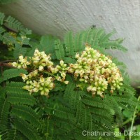 Libidibia coriaria (Jacq.) Schltdl.